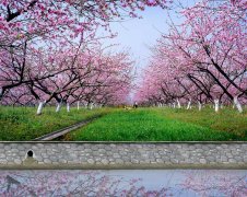 黃陂高產農田示范工程